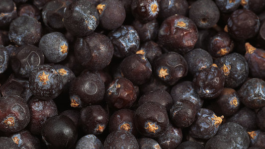 Ingredient Spotlight - Juniper Berry