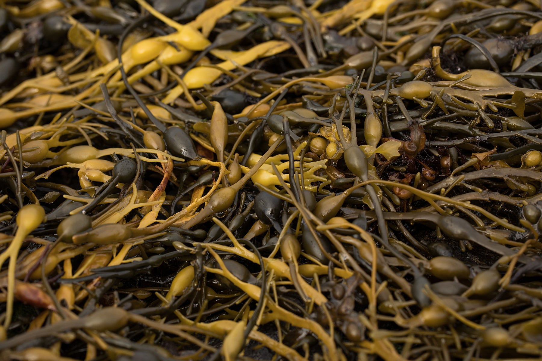 10 Wonders of Seaweed: Part 2