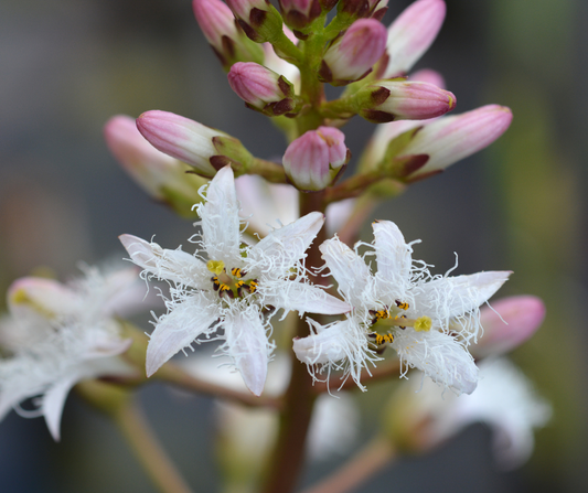 Lus Nan Laogh - nature's wonder ingredient