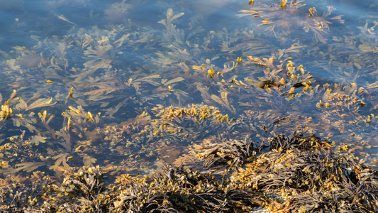 Science focus: Algal Polysaccharides