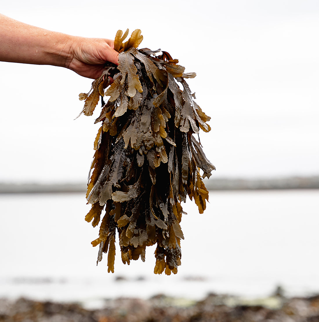 How seaweed can help acne prone skin